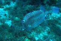 trunkfish