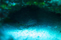 Frogfish