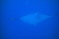 Spotted eagle ray