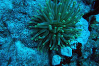 Anemone