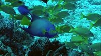 video: angelfish