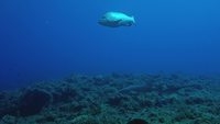 video: nurse shark