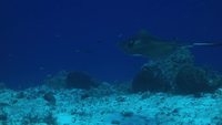 video: rays