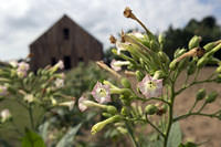 Tobacco blossom