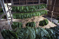 Racks of drying leaves