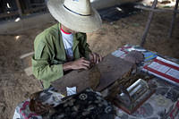 Rolling a cigar