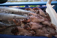 Cleaned lionfish