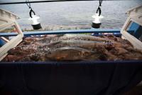 Fresh tuna, wahoo, and lionfish