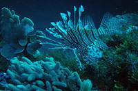 Lionfish