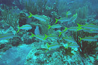 Goatfish