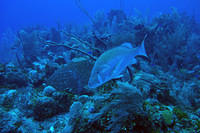 Mutton snapper