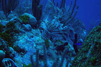 Lionfish again