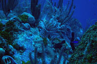 Lionfish again