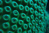 Coral polyps