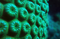 Coral closeup