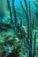 Nudibranch 4