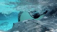 video: stingray city