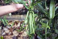 Young vanilla beans