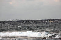 Birds going for scraps