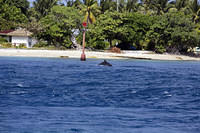 Dolphin jumping the surf