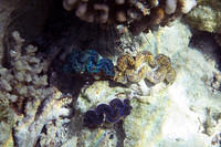 Giant clams