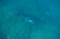Manta ray