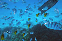 Reef fish