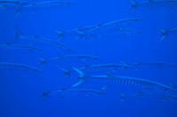 Barracuda