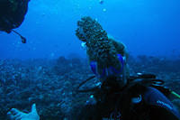 Sea cucumber hairdo