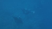 Manta rays