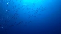 School of barracuda