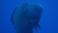 napoleon wrasse