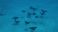 spotted eagle rays