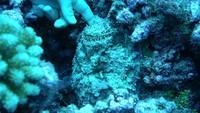 stonefish