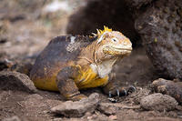 Galapagos Land Iguana