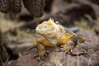 Another Galapagos Land Iguana