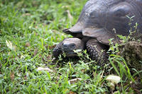 Another Galapagos Tortoise