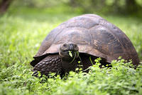 Portrait of a Tortoise