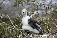 Juvenile Frigate Bird