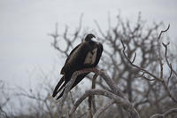 Frigate Bird