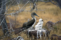 Booby and Juvenile