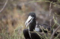 Frigate Bird Female?