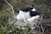 Resting Juvenile