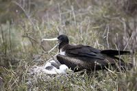 Frigate Bird and Chick