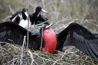 Magnificent Frigate Bird