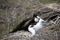 Another Frigate Bird and Chick