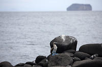 Blue-footed booby