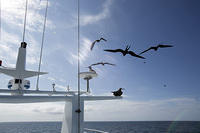 Frigate Birds Following Us