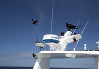 Frigate Birds Stopping for a Rest