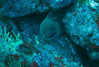 Green Moray